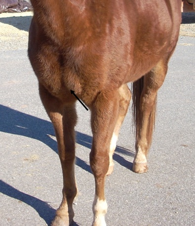 photo of horse's chest with black arrow pointing to the pectoral v-shape.